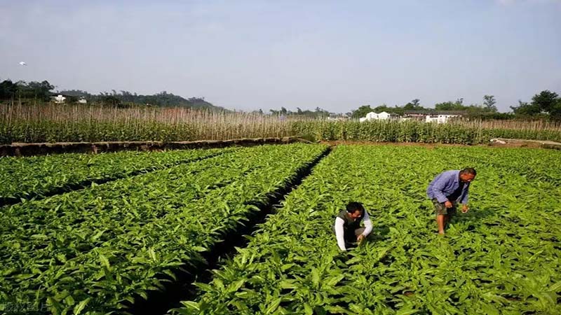 彭州天府蔬香大型蔬菜基地实景图